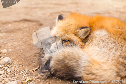 Image of Sleepy fox