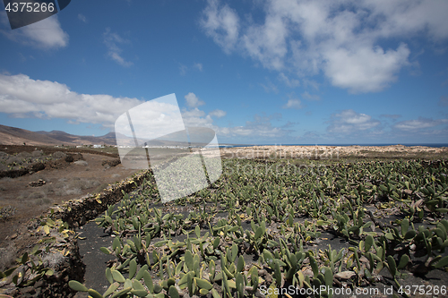 Image of A large and important cactus plantation on Lanzarote.