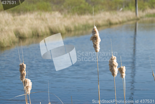 Image of Exploded Cattail