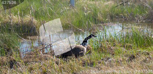 Image of Canada Goose