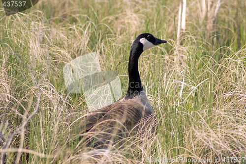 Image of Canada Goose