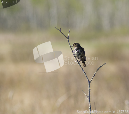 Image of Small Bird