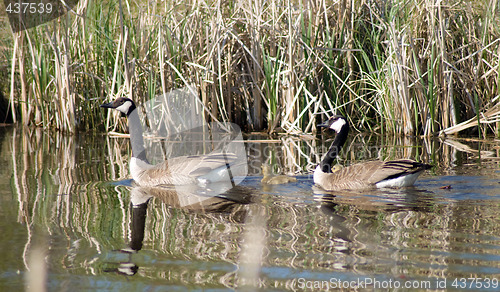 Image of Canada Geese Family