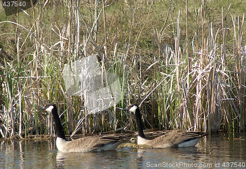 Image of Canada Geese Newborns