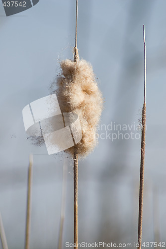 Image of Cattail