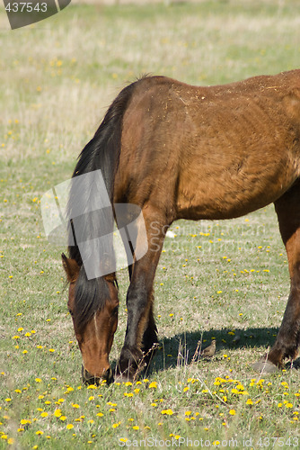 Image of Grazing Horse