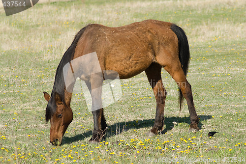 Image of Brown Horse