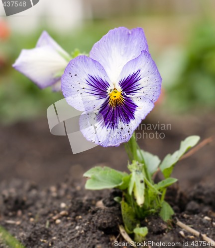 Image of Close-up Pansy