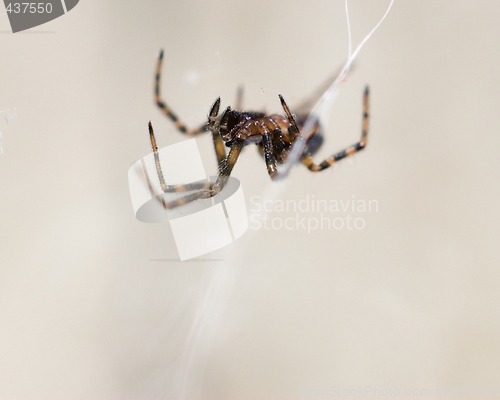 Image of Macro Spider
