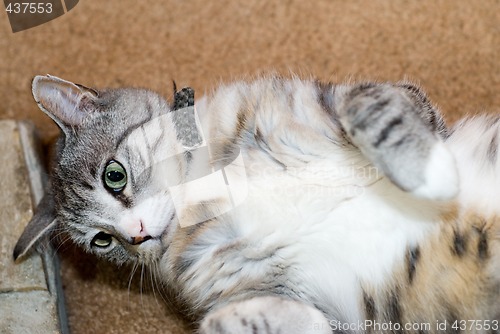 Image of Pet Cat
