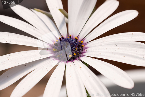 Image of Close-up Daisy