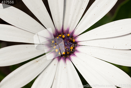 Image of White Daisy