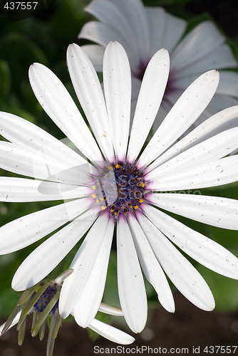 Image of Daisy