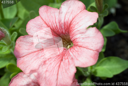 Image of Soft Pink Flower