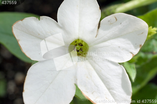 Image of Close-up White Flower