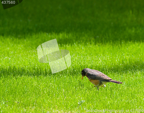 Image of Small Bird