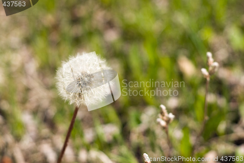 Image of Dandelion Seeds