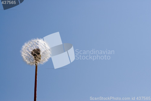 Image of Dandelion Seeds