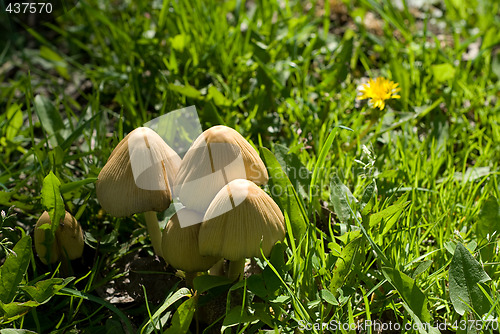 Image of Wild Mushrooms