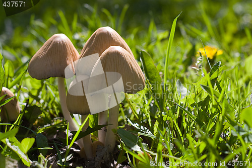 Image of Wild Fungus