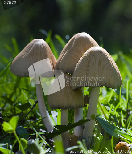Image of Close-up Wild Mushrooms