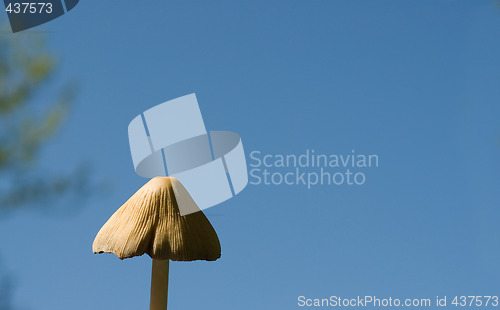 Image of Wild Mushroom