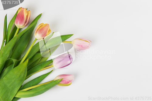 Image of Tulips on white background