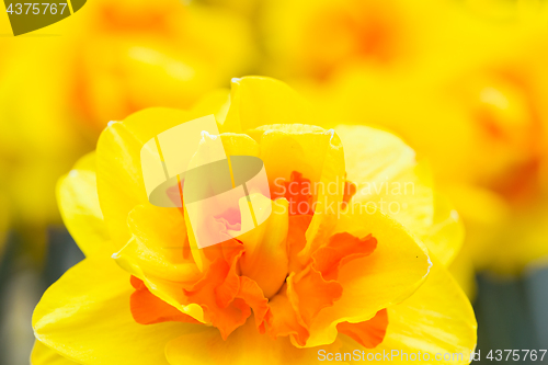 Image of Yellow narcissus