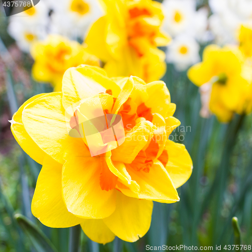 Image of Yellow narcissus