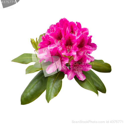 Image of Pink rhododendron flowers