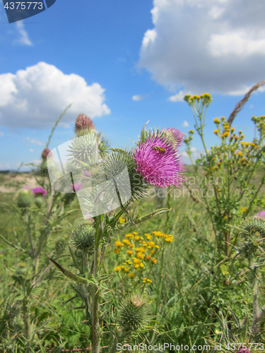 Image of Arctium lappa