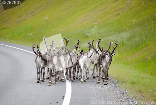 Image of reindeers on the road