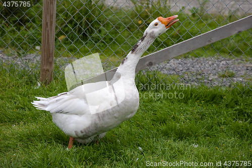 Image of white goose