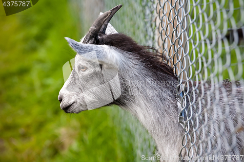 Image of goat