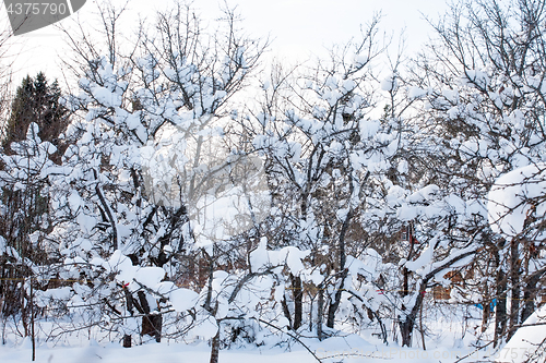 Image of snow on trees