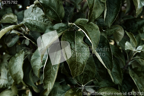 Image of Green foliage plant background