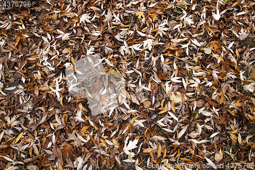 Image of Autumn leaves fall