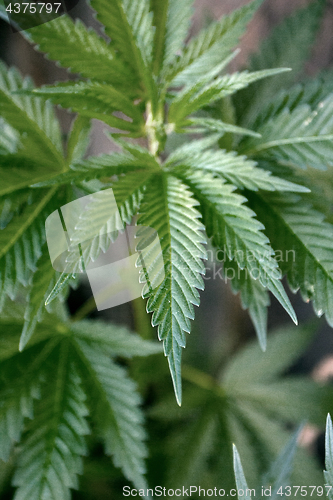 Image of Marijuana leaves