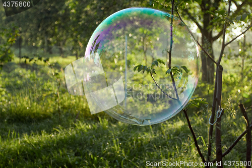 Image of Soap bubble