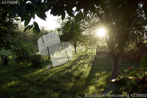 Image of Landscape with forest, trees and sun