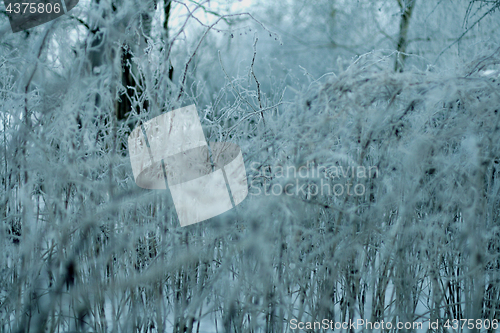 Image of Snowscape with forest  in snow