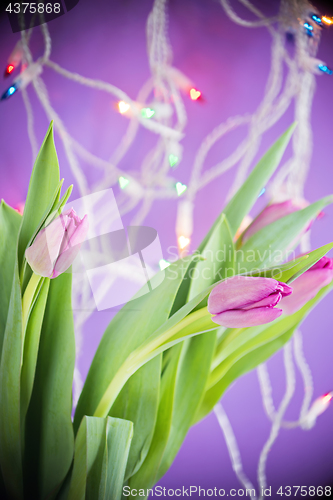 Image of Pink tulips over ultra violet background