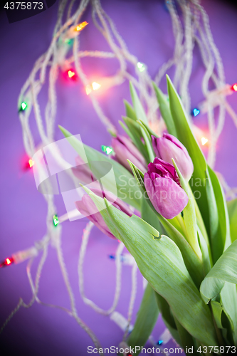 Image of Tulips over ultra violet background