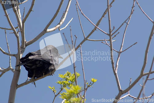 Image of Crow