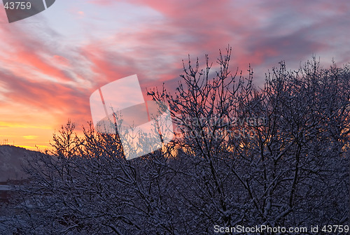 Image of Winter morning, dawn: colourful, beautiful sunrise with snow, black trees and red clouds, G&#246;teborg, Sweden