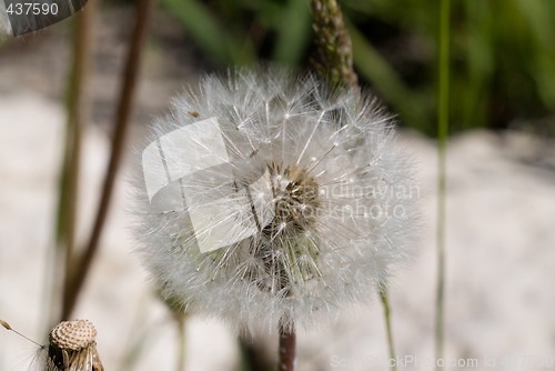 Image of Dandelion Seeds