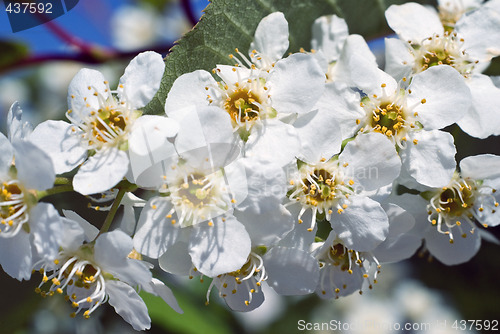 Image of White Lilacs