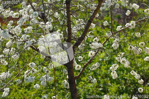 Image of Spring Tree Flowering