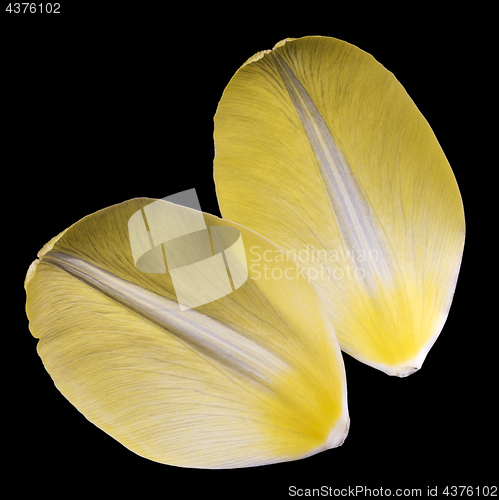 Image of Two yellow petals of tulip. 