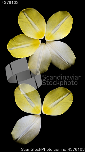 Image of Several yellow petals of tulip arranged in circle